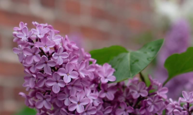 blomma till hyresgäster